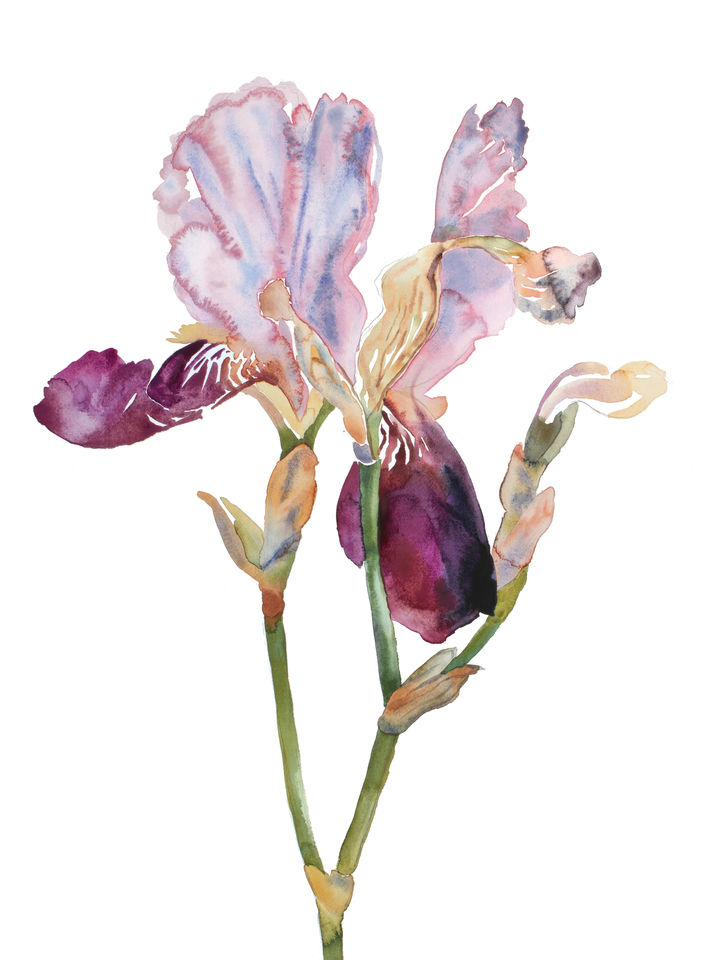 Iris No. 198