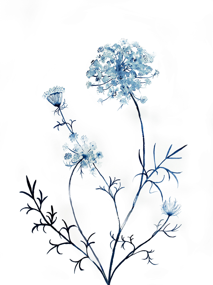 Queen Anne's Lace No. 15
