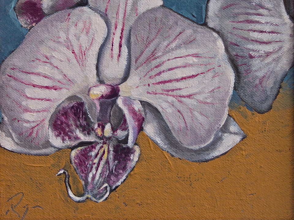 Phaleonopsis Group 2