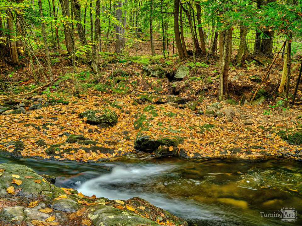 Colorful Autumn Leaves by a flowing Brook