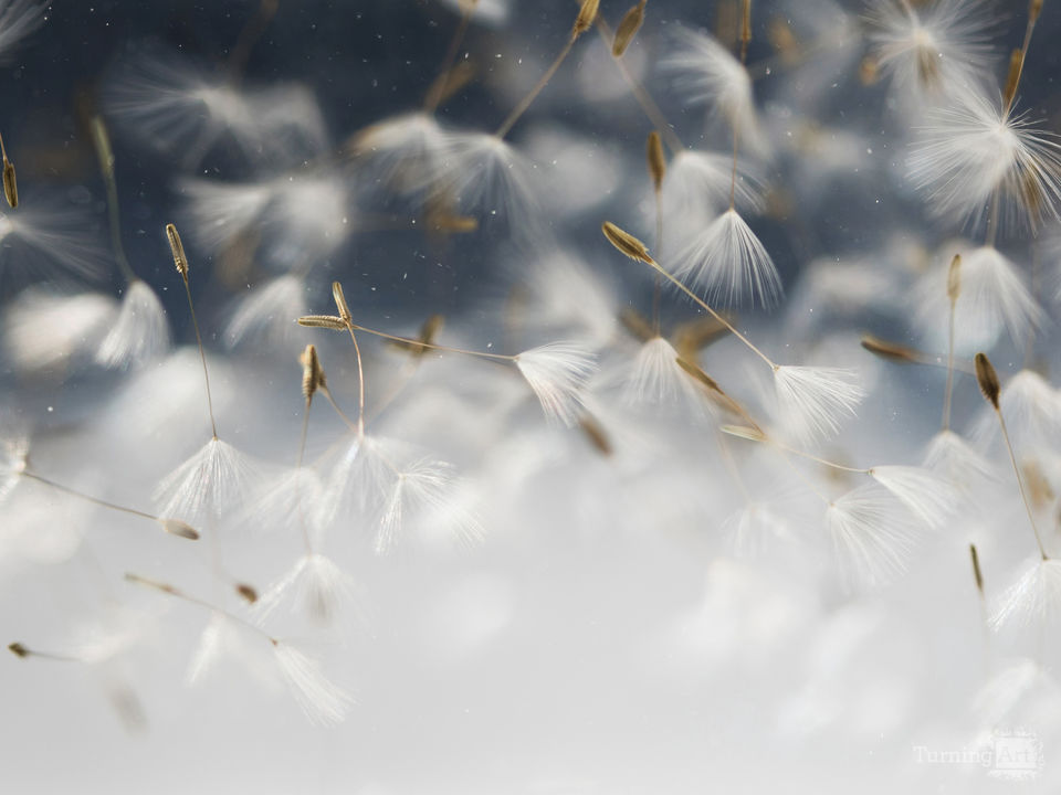 Floating Dandelions