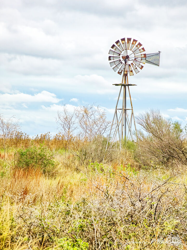 Loggerhead Shrike on Windmill