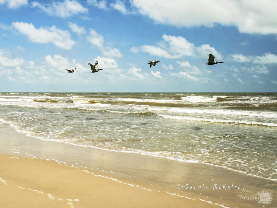 Brown Pelicans in FLight