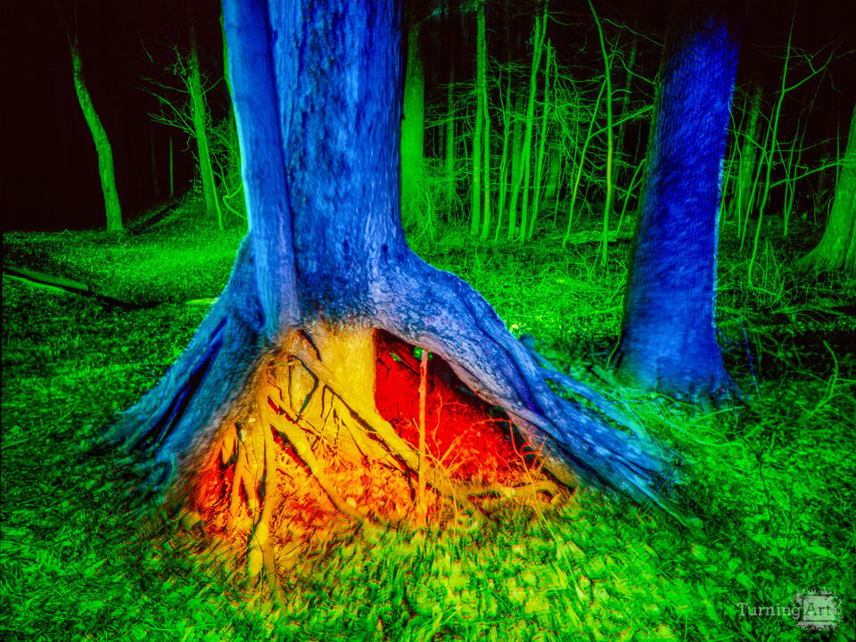 Into The Woods #1