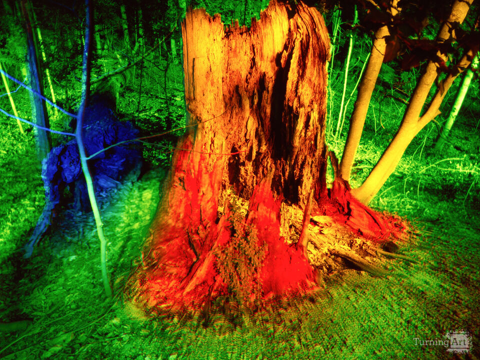 Into The Woods #2