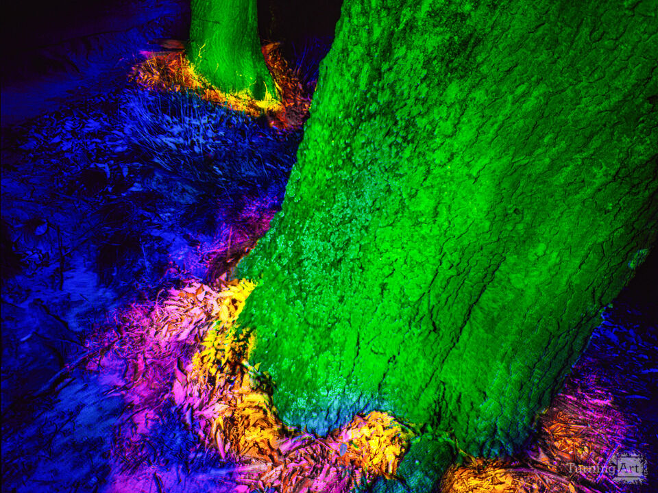 Into The Woods #27