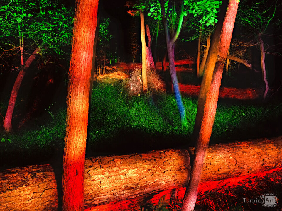 Into The Woods #23