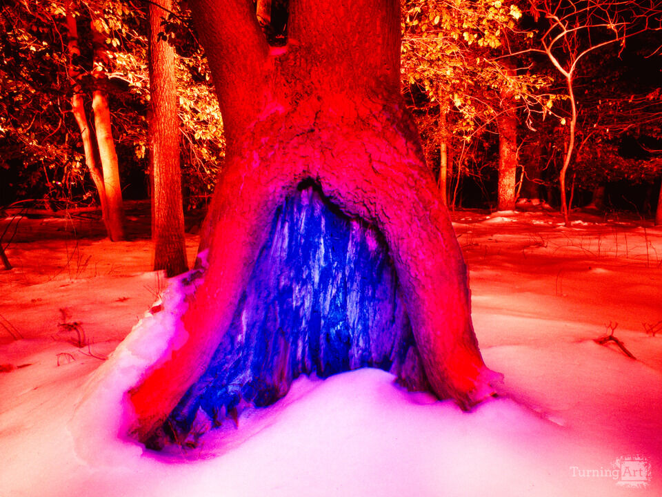 Into The Woods #15