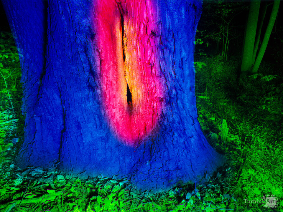 Into The Woods #18