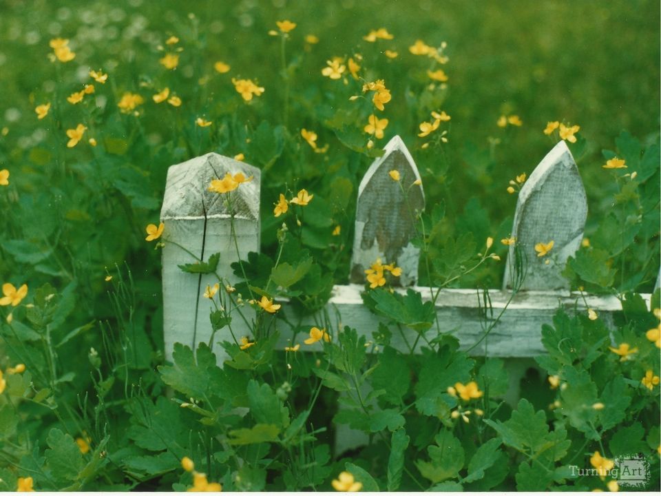 Buttercups and Fence