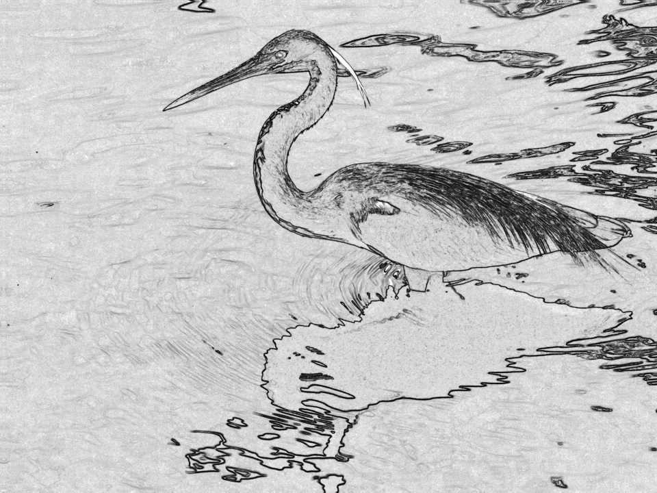 Wading Tricolor Heron Faux Engraving