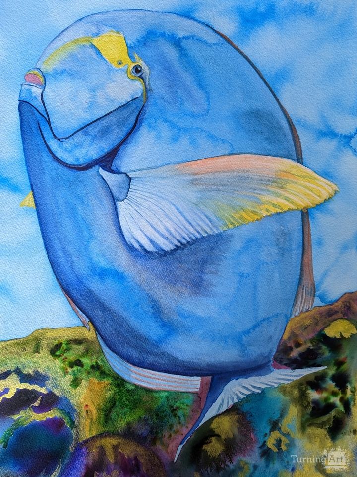 Yellowfin Surgeonfish