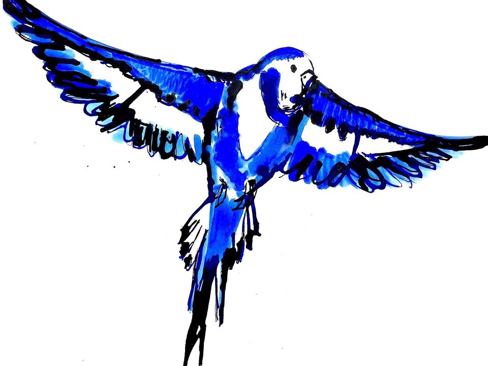 Blue Bird III