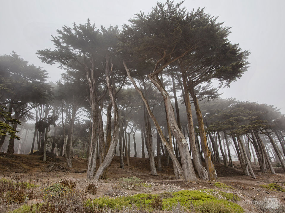 California Cyprus Grove in Fog