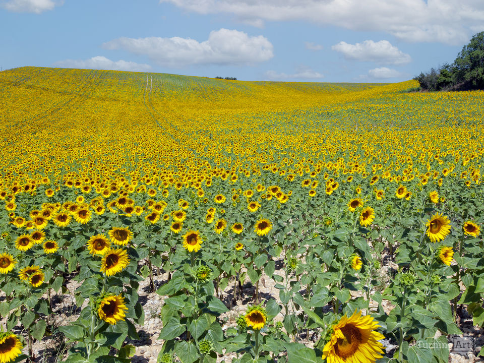 Sunflower Field in Provence