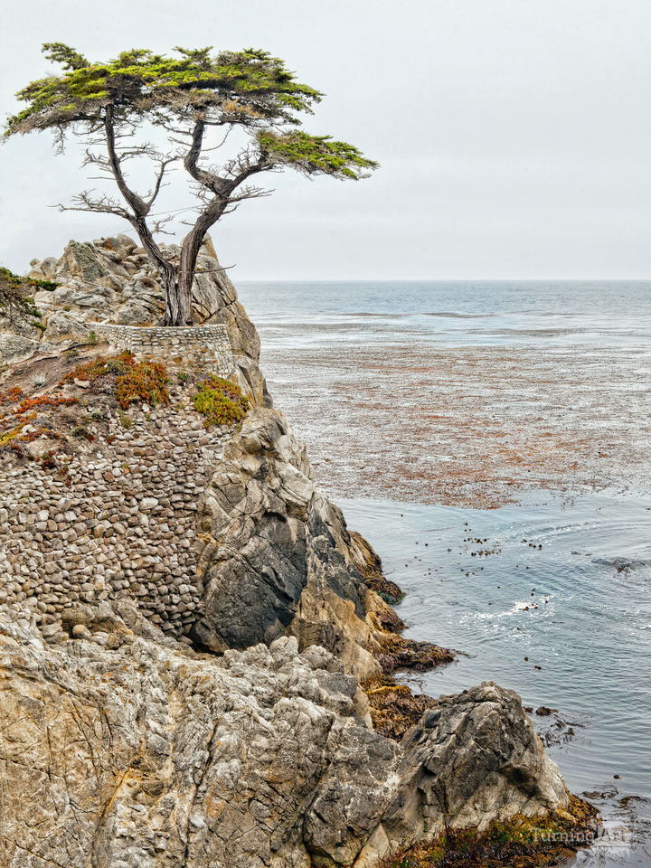 Solitary Cyprus Monterey California