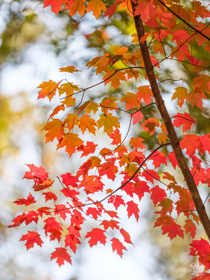 Brightness and Color in the South