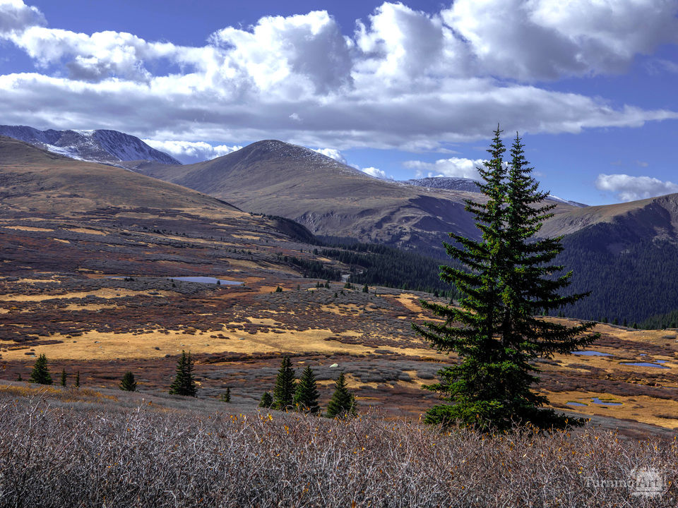 Lone Pine Tree in Autumn