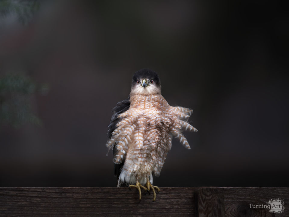 Cooper's Hawk
