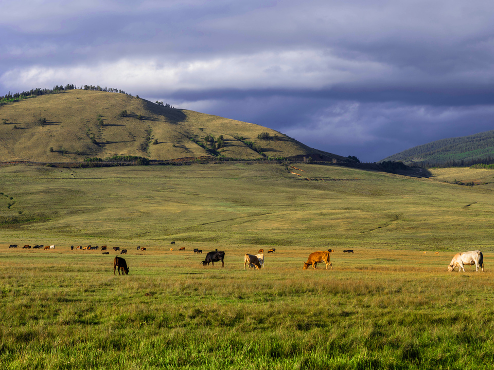 Chillin On the Prairie