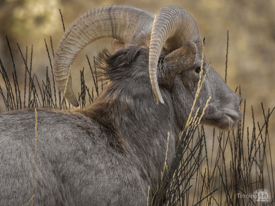 Waterton Canyon Gang!