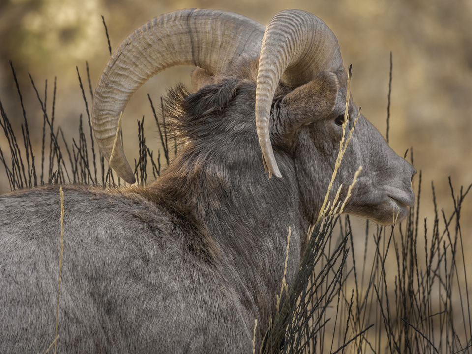Waterton Canyon Gang!