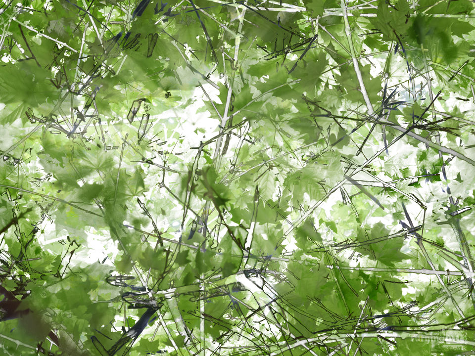 Komorebi (Light Falling Through Foliage)