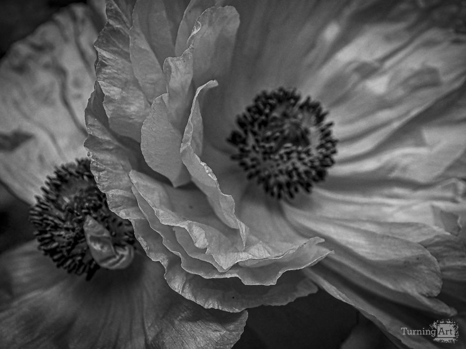 Night Poppies