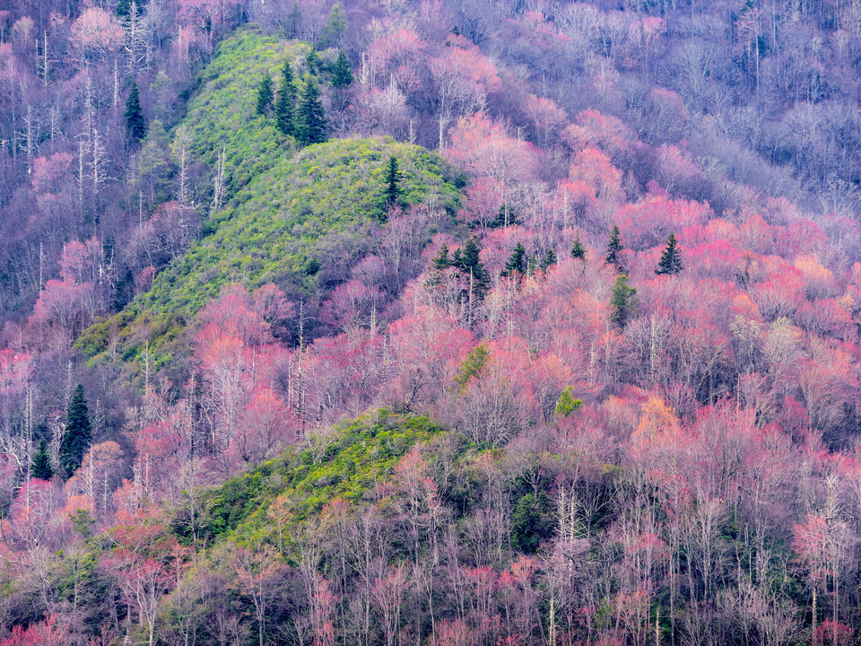 Spring time Blooms at the Foothills of the Smokies