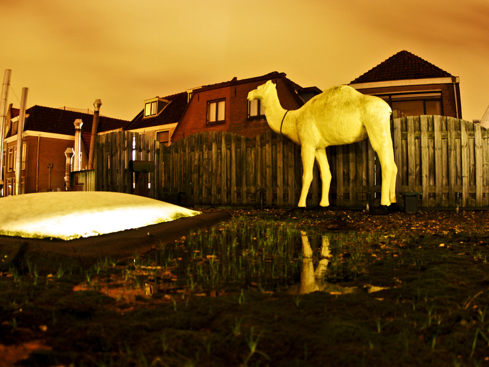 Camel In Leiden, Holland