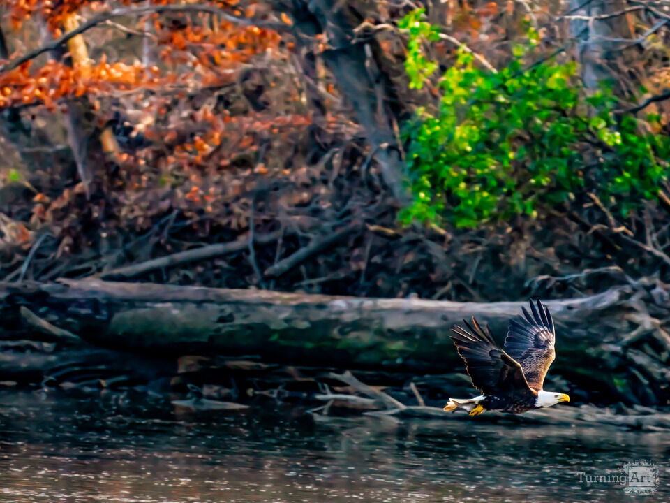 Little Hunting Creek #65