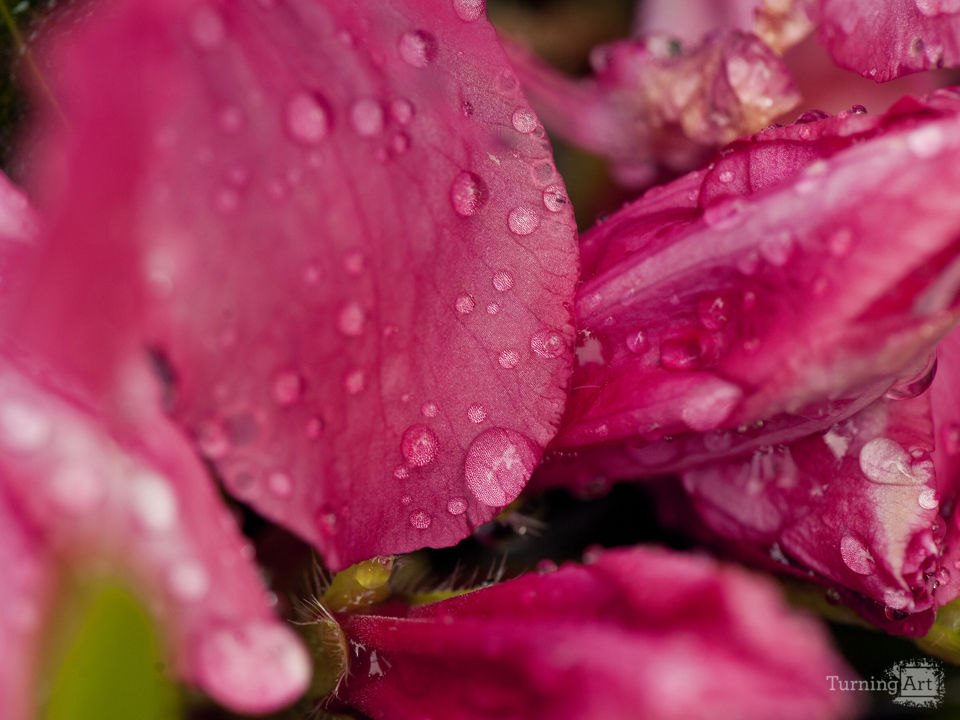 Tyler texas azalea trail raindrops 01