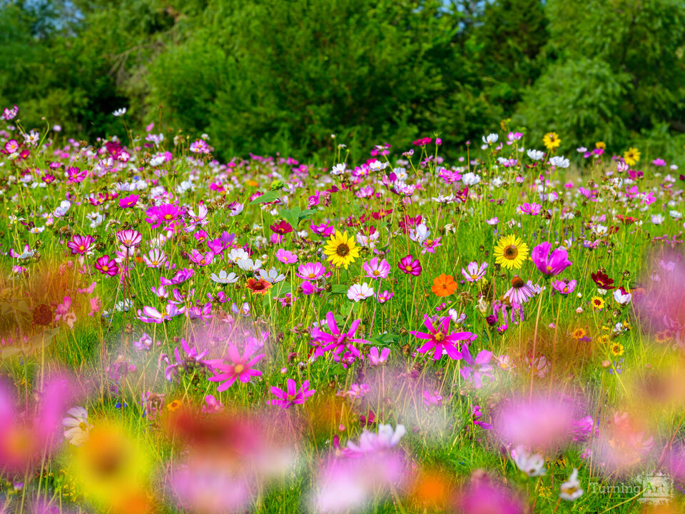 Colorful Wildflower Medley