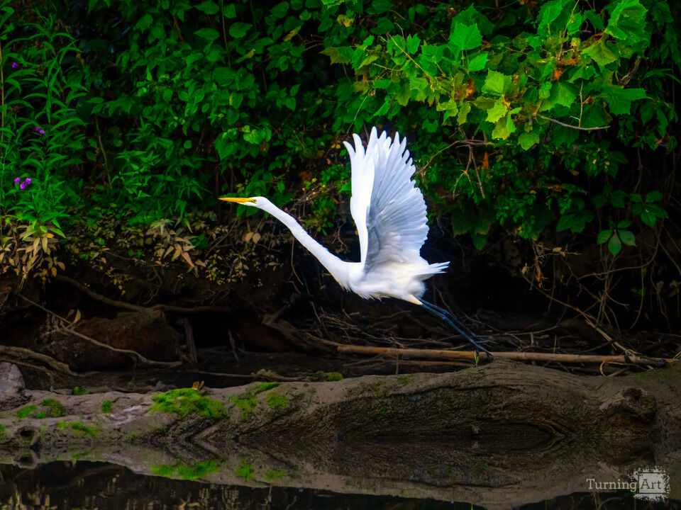 Little Hunting Creek #151