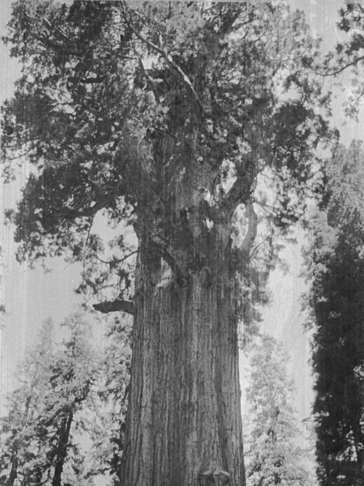the giant sequoia