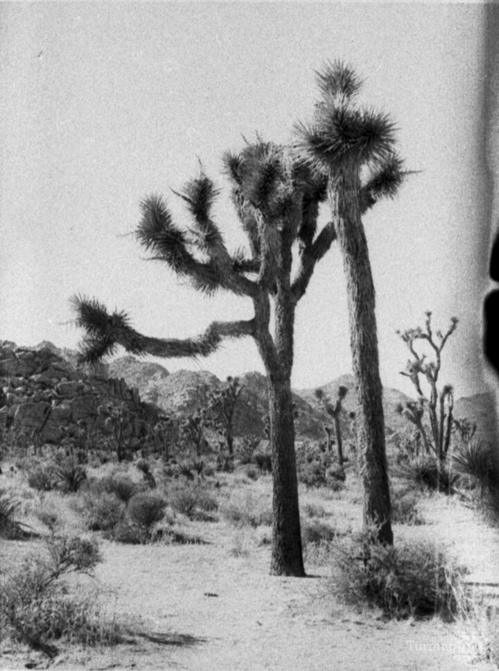 joshua tree