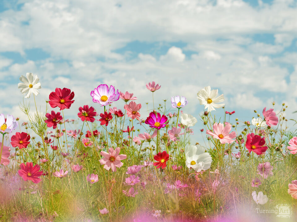Colorful Field of Wildflowers