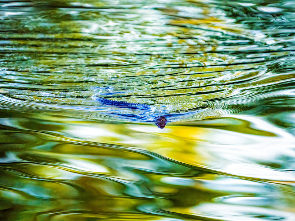 Little Hunting Creek #189