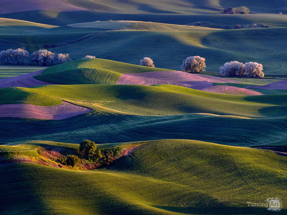 Sunrise on Palouse Hills