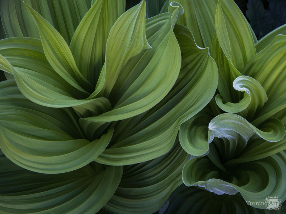 Corn Lilly Leaves