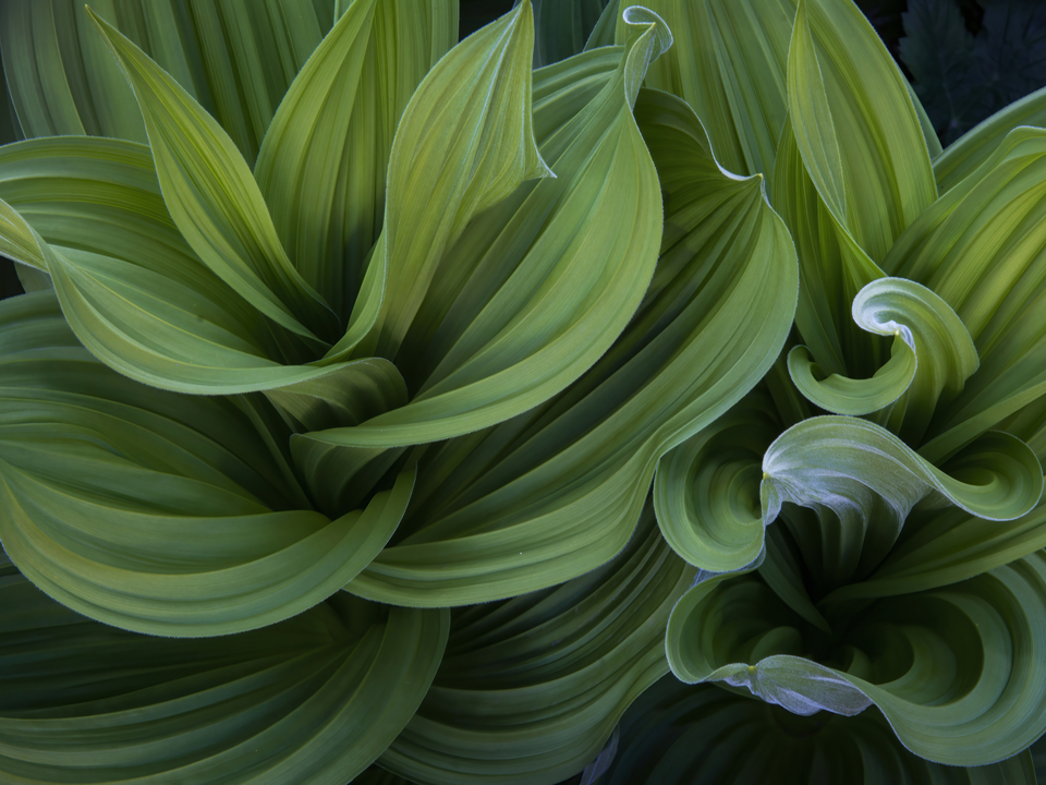 Corn Lilly Leaves