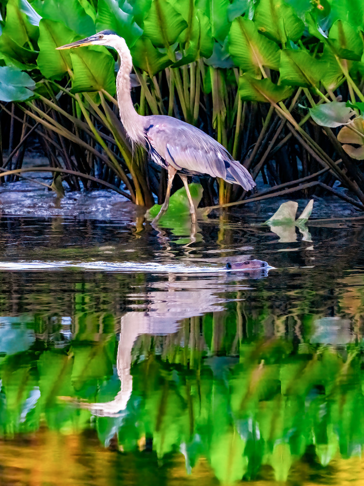 Little Hunting Creek #188