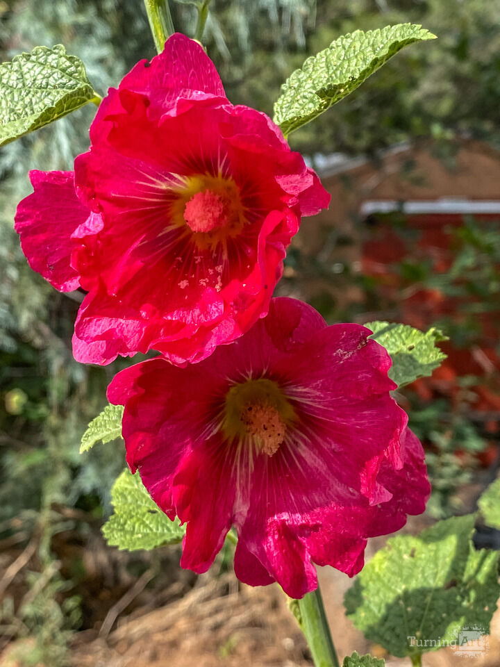 Red Hollyhocks