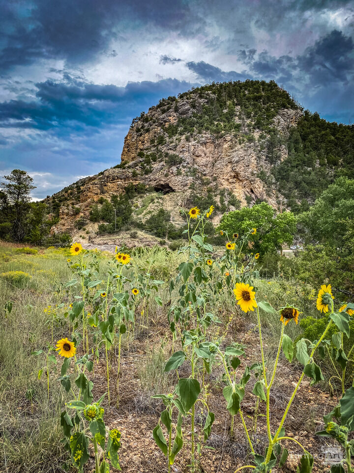 Jemez Cave Sunflowers