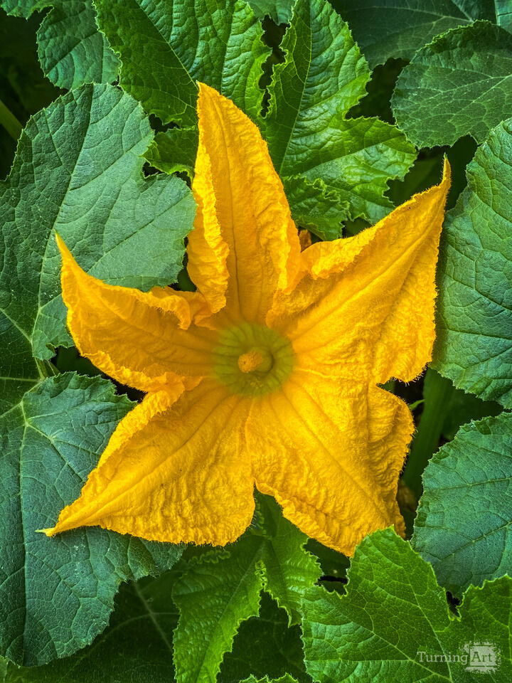 Squash Blossom