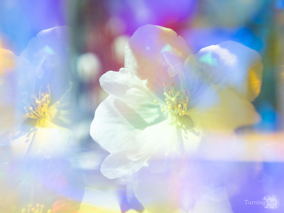 Prismatic Camellia I