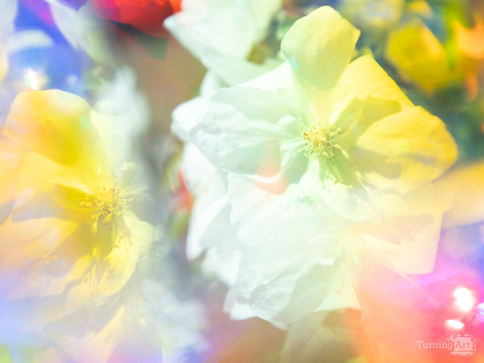 Prismatic Camellia II