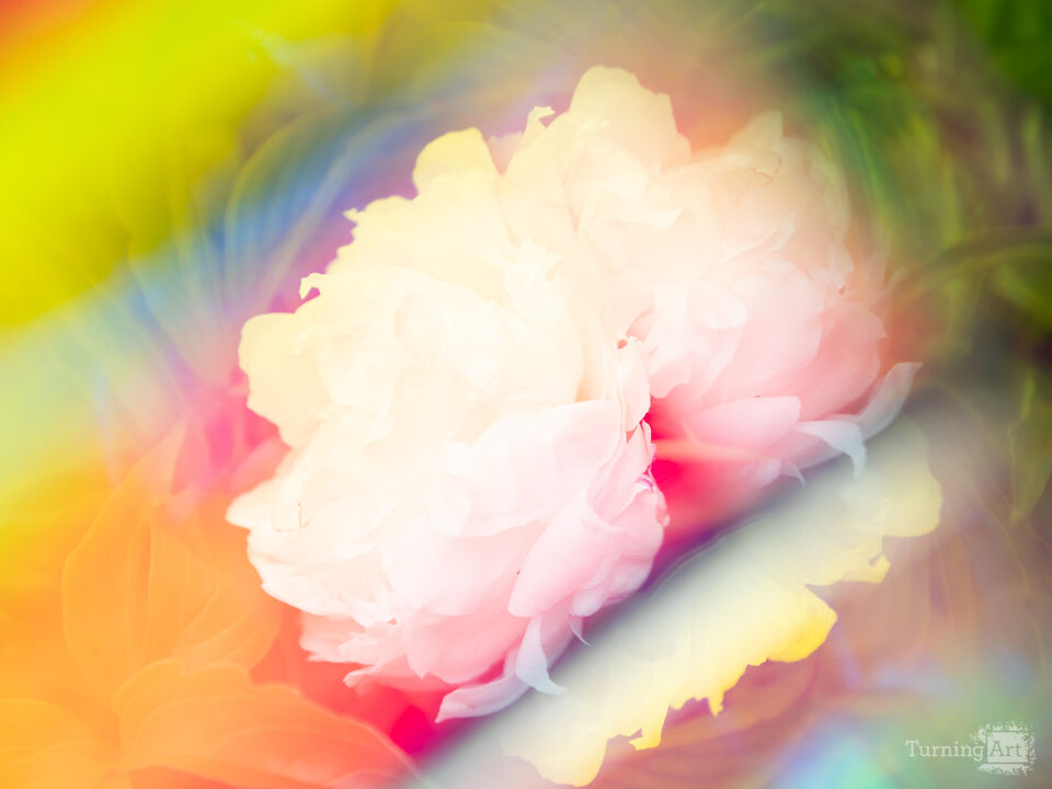 Prismatic Peony II