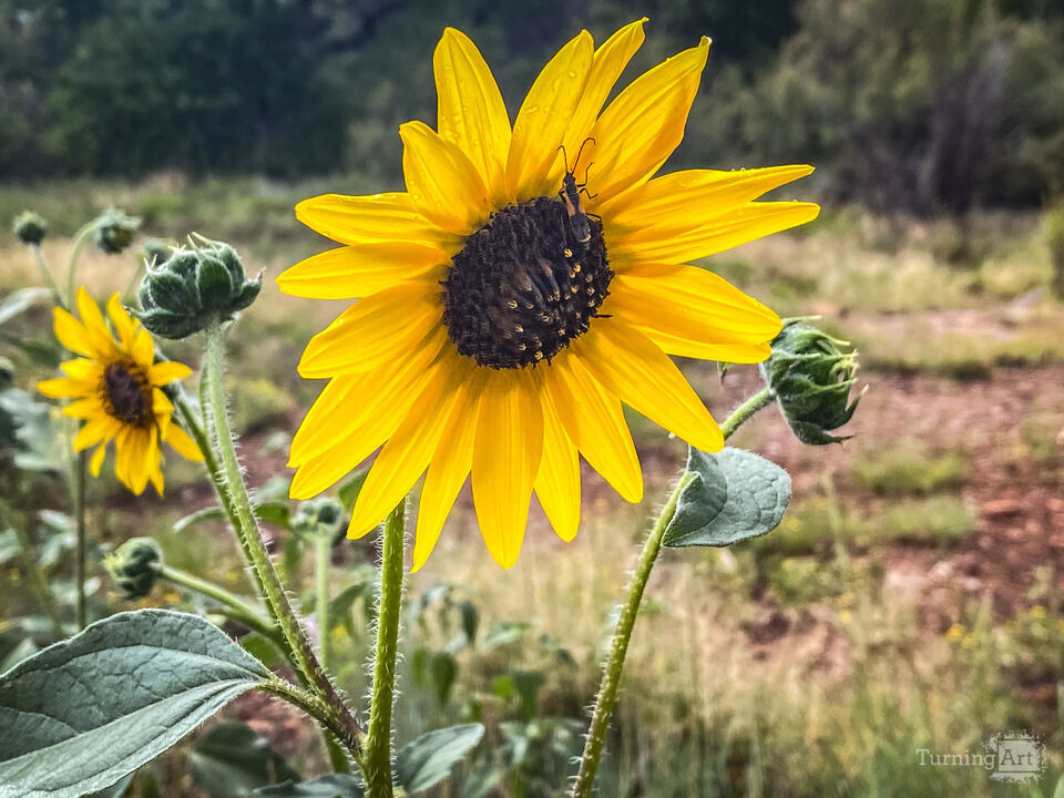 Sunflower