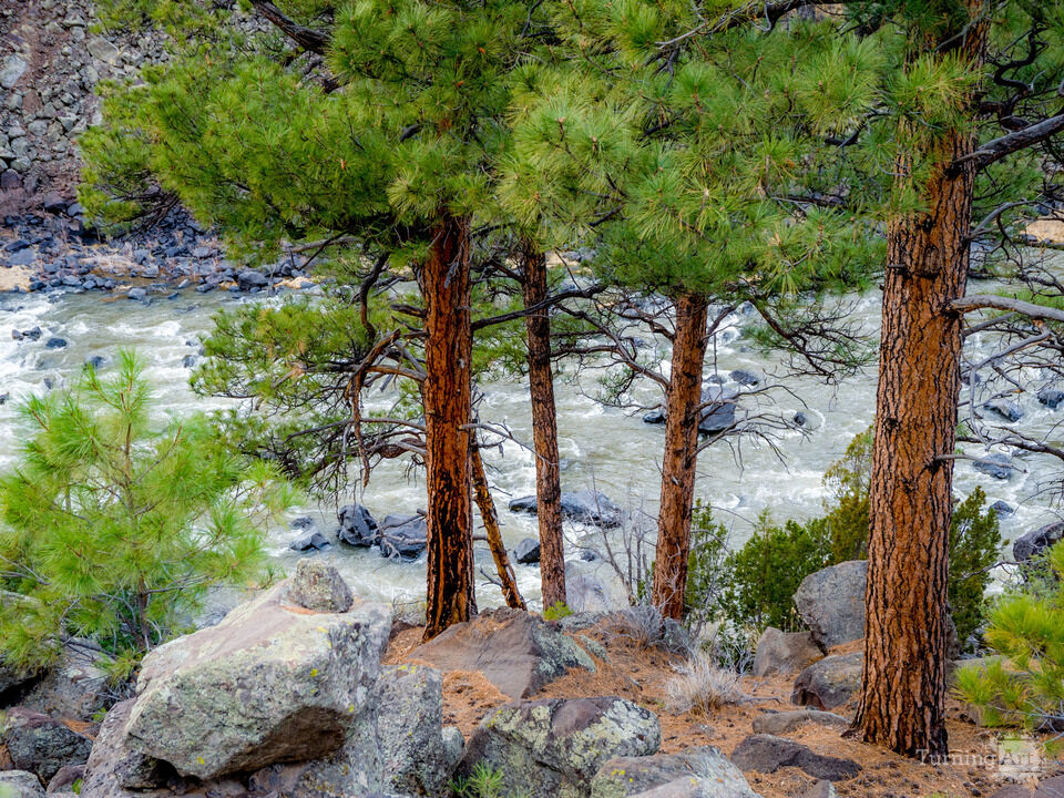 Rio Grande Ponderosas H